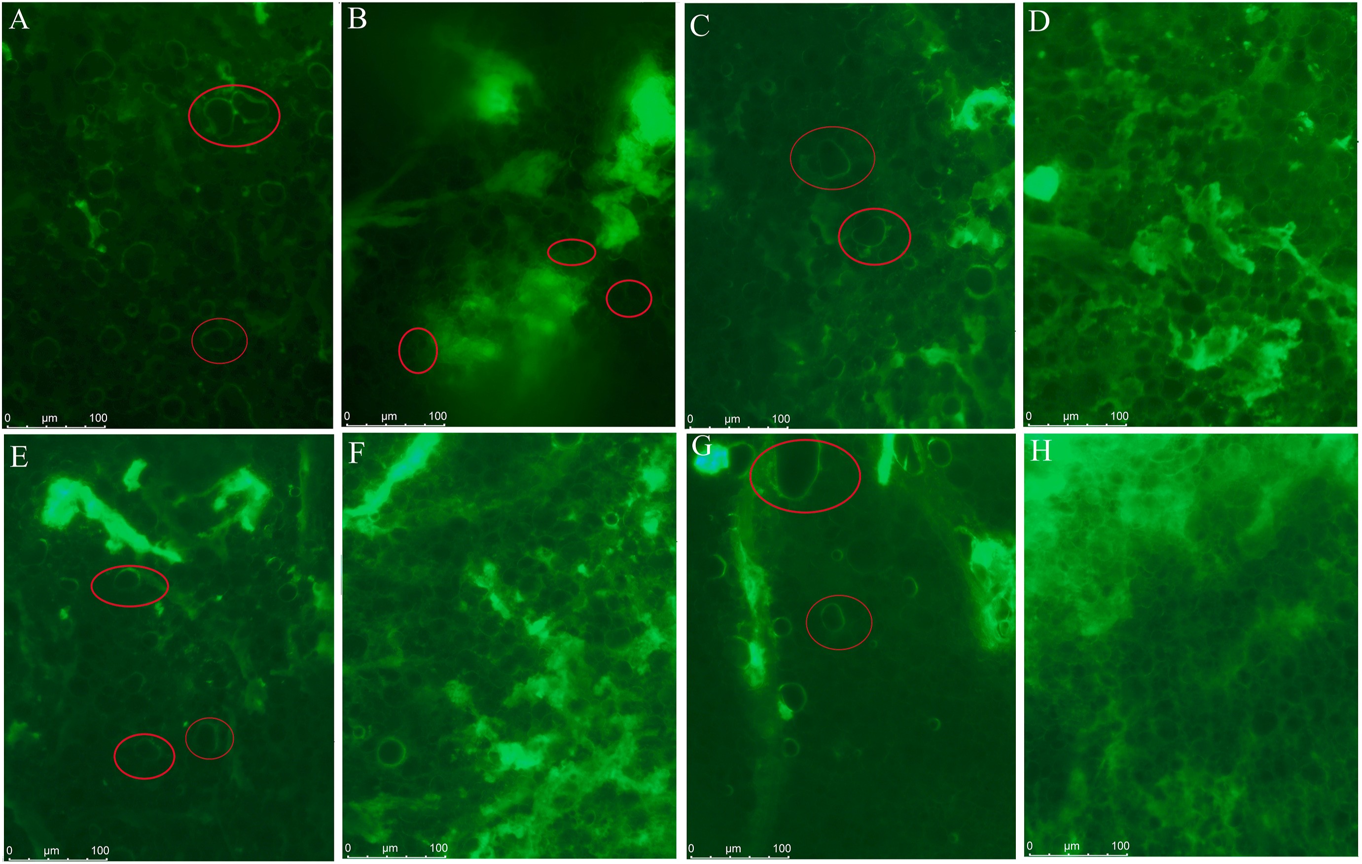 1-s2.0-S0023643821012949-gr6_lrg.jpg 上海腾拔质构仪助力南京中医药大学在LWT发表关于冷冻面团的研究论文