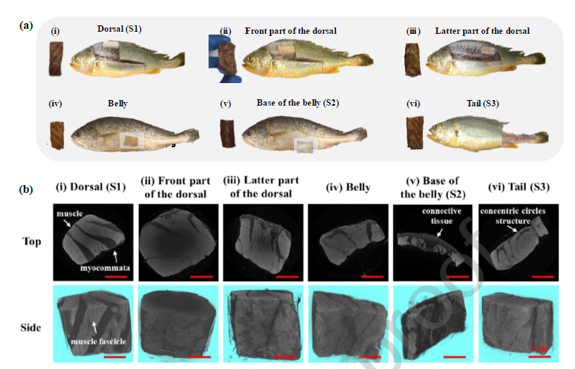 上海腾拔质构仪助力浙江大学发表关于3D打印植物基鱼肉的国际期刊论文