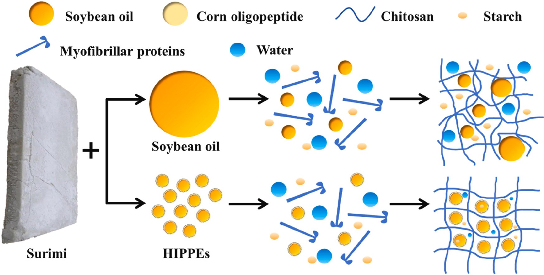 1-s2.0-S0268005X25002280-ga1_lrg.jpg 上海腾拔质构仪助力用户在Food Hydrocolloids发表关于鱼糜凝胶的论文